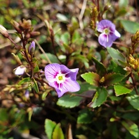Parahebe catarractae 'Porlock'